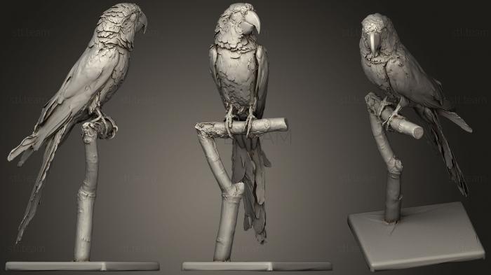 3D модель Попугай кубинский Ара (STL)